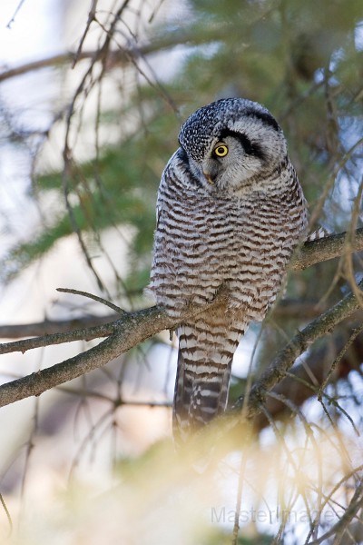 IMG_6804c.jpg - Northern Hawk-Owl (Surnia ulula)